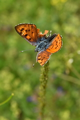 Lycaena alciphron