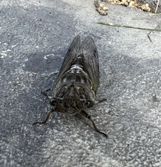 Neotibicen canicularis