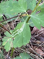 Phytomyza minuscula group