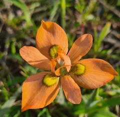 Moraea papilionacea