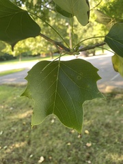 Platanus occidentalis