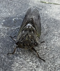 Neotibicen canicularis