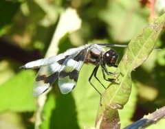 Libellula forensis