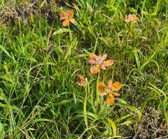 Moraea papilionacea
