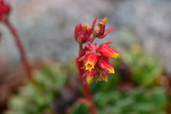 Echeveria secunda