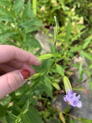 Mimulus ringens