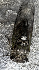 Neotibicen canicularis