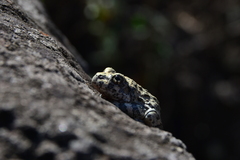 Hyla arenicolor