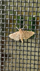 Anageshna primordialis