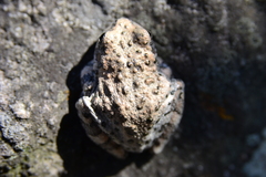 Hyla arenicolor
