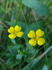 Potentilla erecta