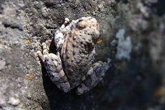 Hyla arenicolor