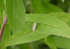 Adelphocoris quadripunctatus