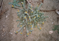 Arnebia hispidissima