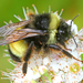 Yellow-banded Bumble Bee - Photo (c) Denis Doucet, some rights reserved (CC BY-NC), uploaded by Denis Doucet