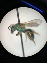 Augochloropsis metallica