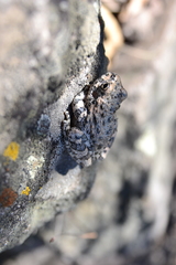 Hyla arenicolor