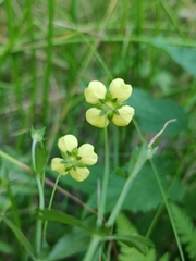 Potentilla erecta