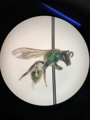 Augochloropsis metallica