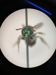 Augochloropsis metallica