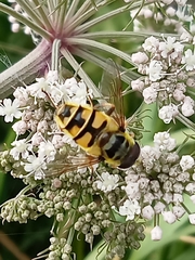 Myathropa florea
