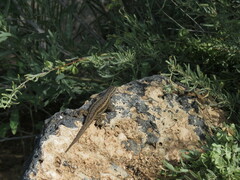 Sceloporus cowlesi