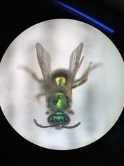 Augochloropsis metallica