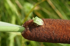 Palomena viridissima