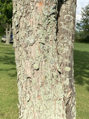 Physcia millegrana