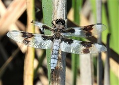 Libellula forensis