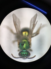 Augochloropsis metallica