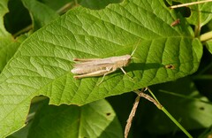 Chorthippus dorsatus