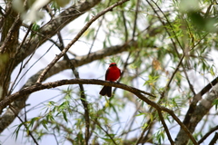 Pyrocephalus rubinus
