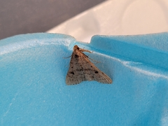 Bleptina caradrinalis