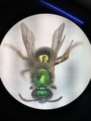 Augochloropsis metallica