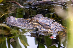 Alligator mississippiensis