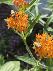 Chauliognathus pensylvanicus