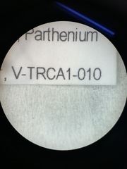 Augochloropsis metallica