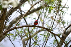 Pyrocephalus rubinus