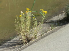 Euthamia occidentalis