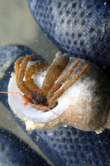 Pagurus granosimanus