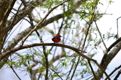 Pyrocephalus rubinus