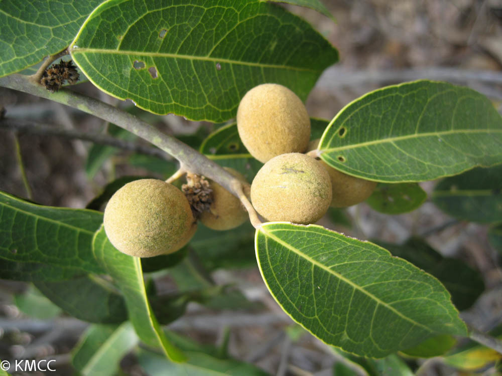 Anisocycla