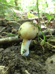 Russula amerorecondita