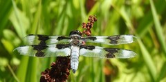 Libellula forensis