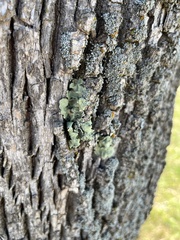 Flavopunctelia flaventior