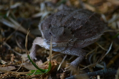 Phrynosoma orbiculare