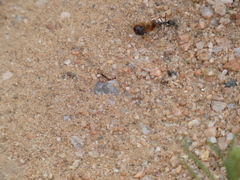 Endiodioctes