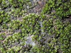 Calymperaceae