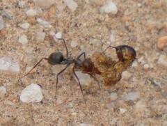 Endiodioctes